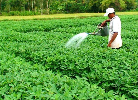 Bí quyết cải tạo đất hiệu quả với cây đậu tương: Vi khuẩn nốt rễ cộng sinh giúp cố định đạm từ không khí, làm đất tơi xốp và giàu dinh dưỡng.